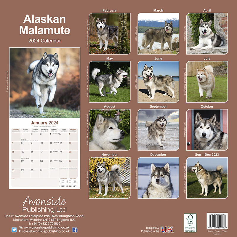 Alaskan Malamute Calendar 2024 (Square) Dogs Naturally
